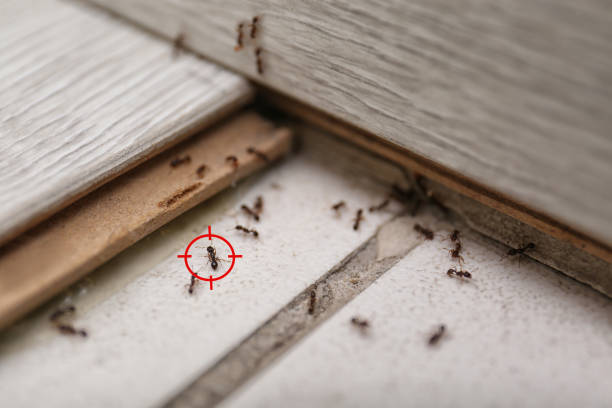 Best Best Pest Control Companies  in Seneca, MO